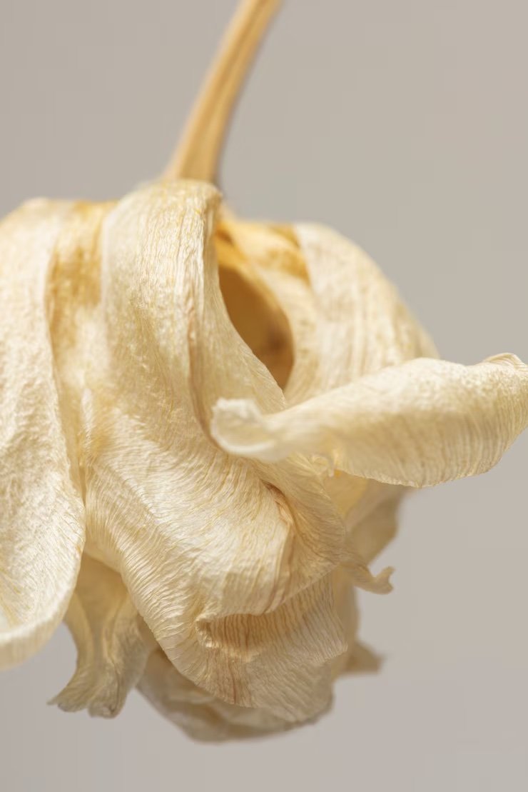 Close-up of a delicate, crinkled paper flower petal in soft cream color
